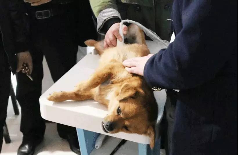 犬妊娠B超檢查