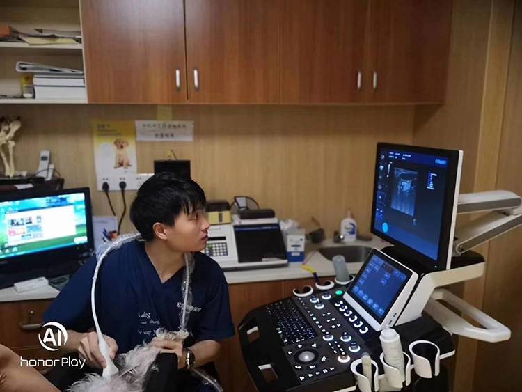 S90寵物B超機操作現場