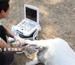 MU12便攜式獸用B超機(jī)母羊測(cè)孕現(xiàn)場(chǎng)