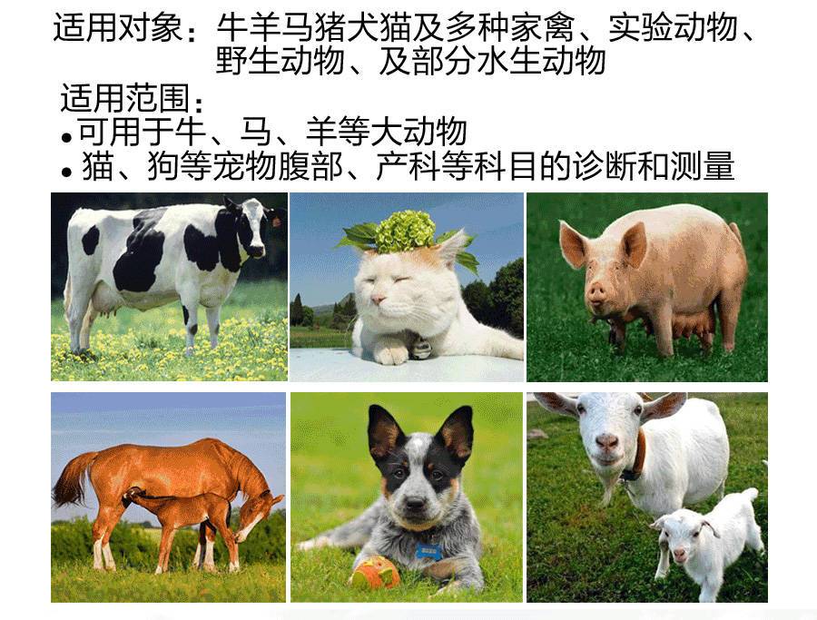 S1獸用B超機適用于牛、馬、羊、豬等動物