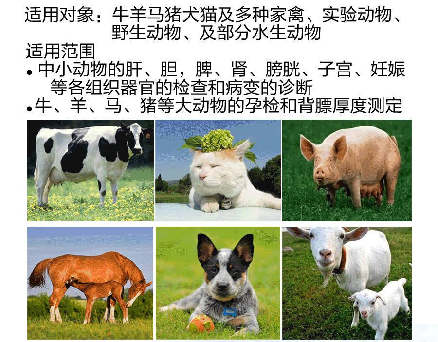 S2便攜式獸用B超機適用于牛羊、貓狗等動物