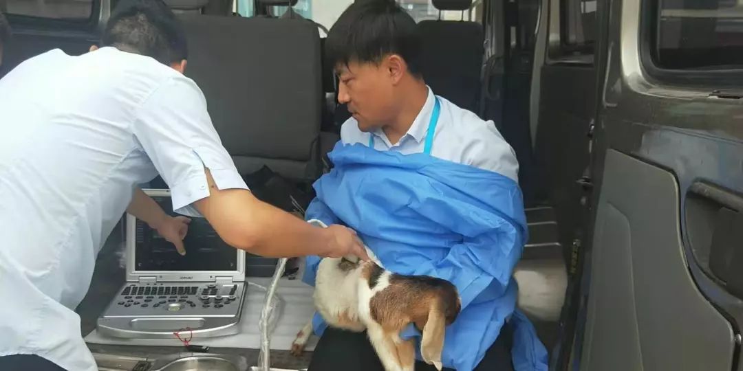 羊用b超