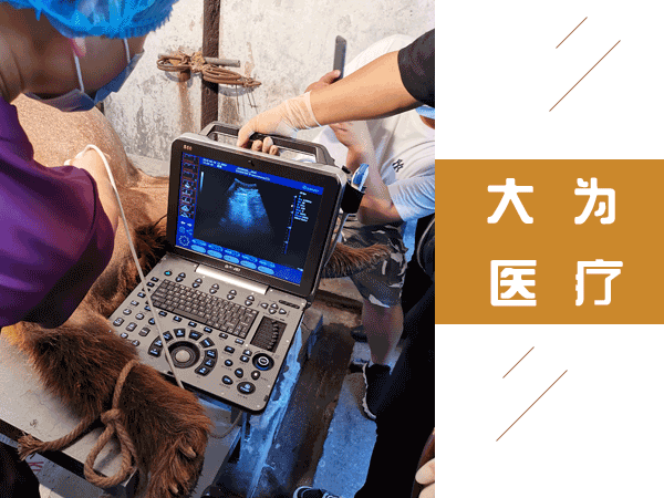 熊做b超圖